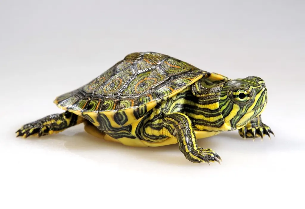 Tortuga Pavo Real