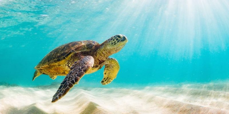 Tortugas