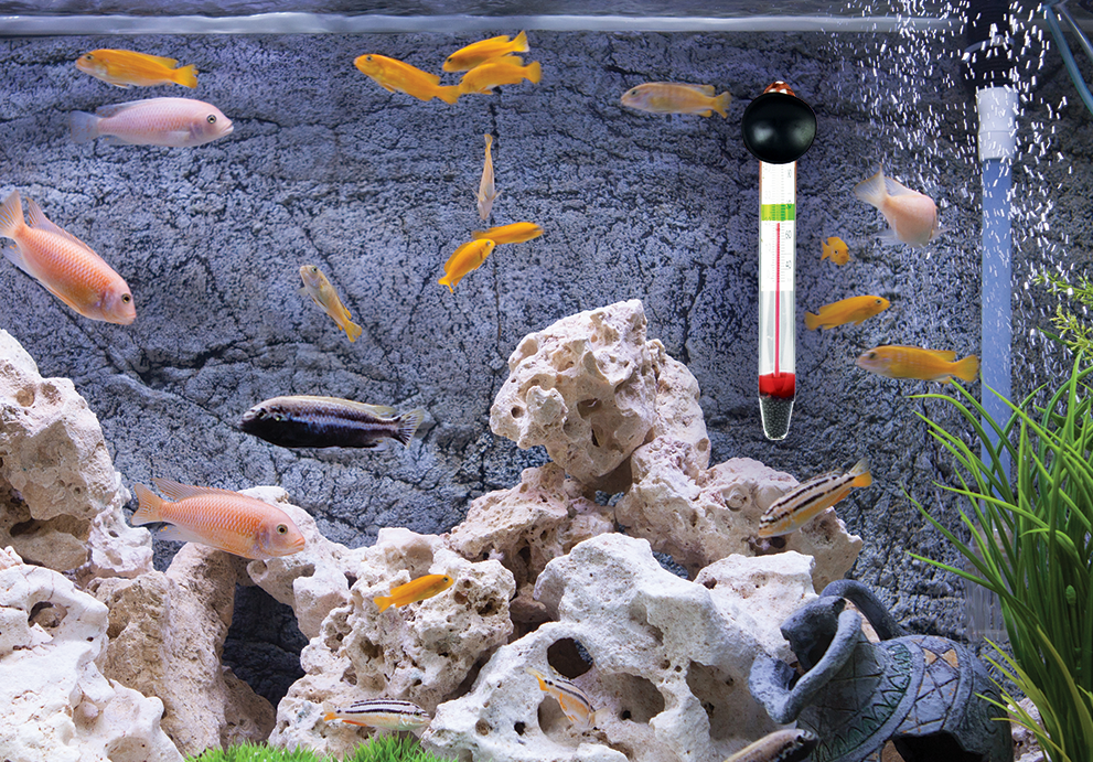 Termomteros de acuario