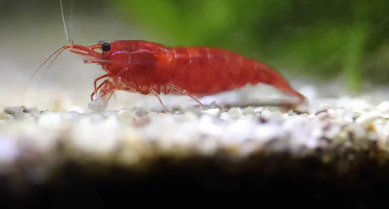 Gamba Red Fire