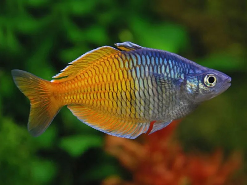 Melanotaenia boesemani