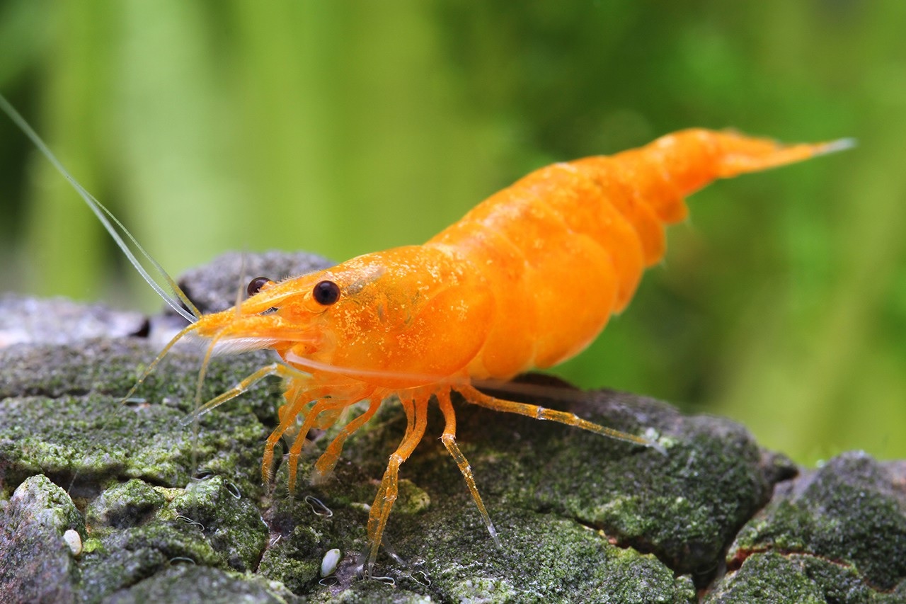 Gamba Orange Rili