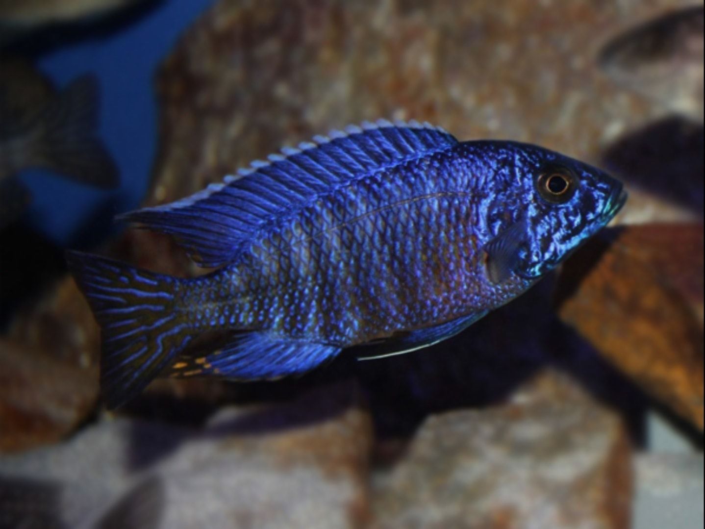 Aulonara Nyassae